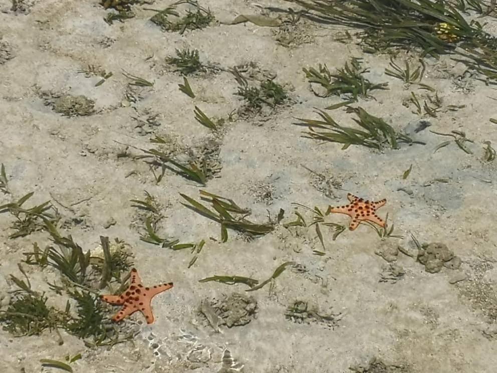 Sea Star * Semporna