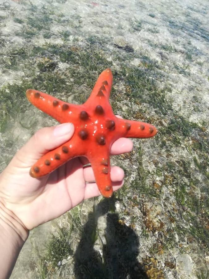 Sea Star Semporna