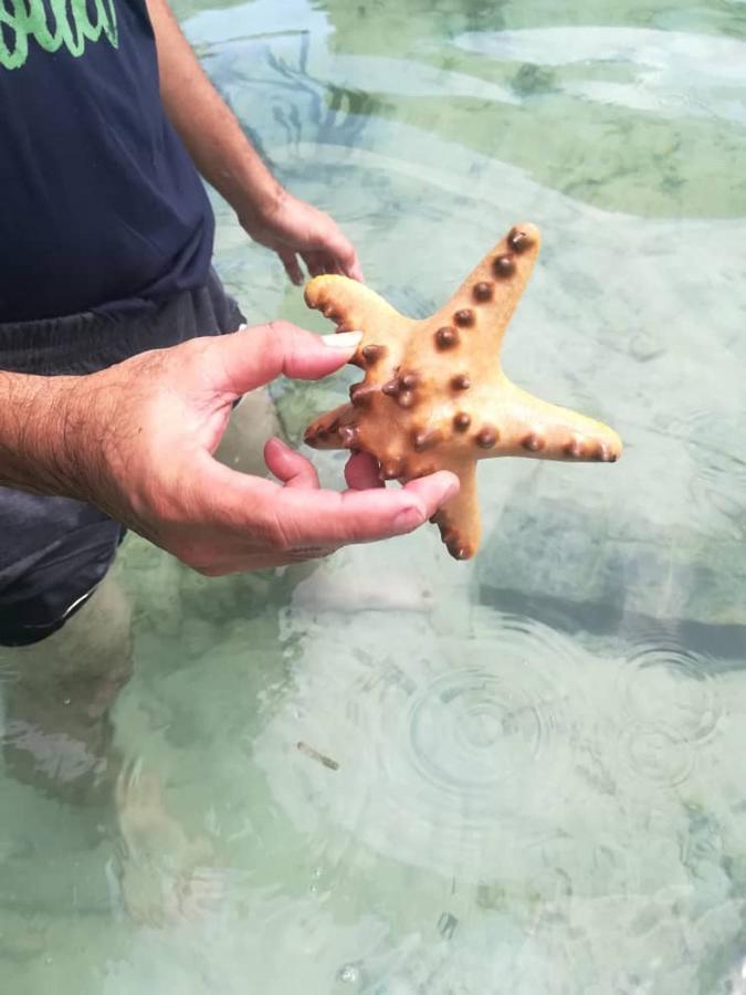 Sea Star